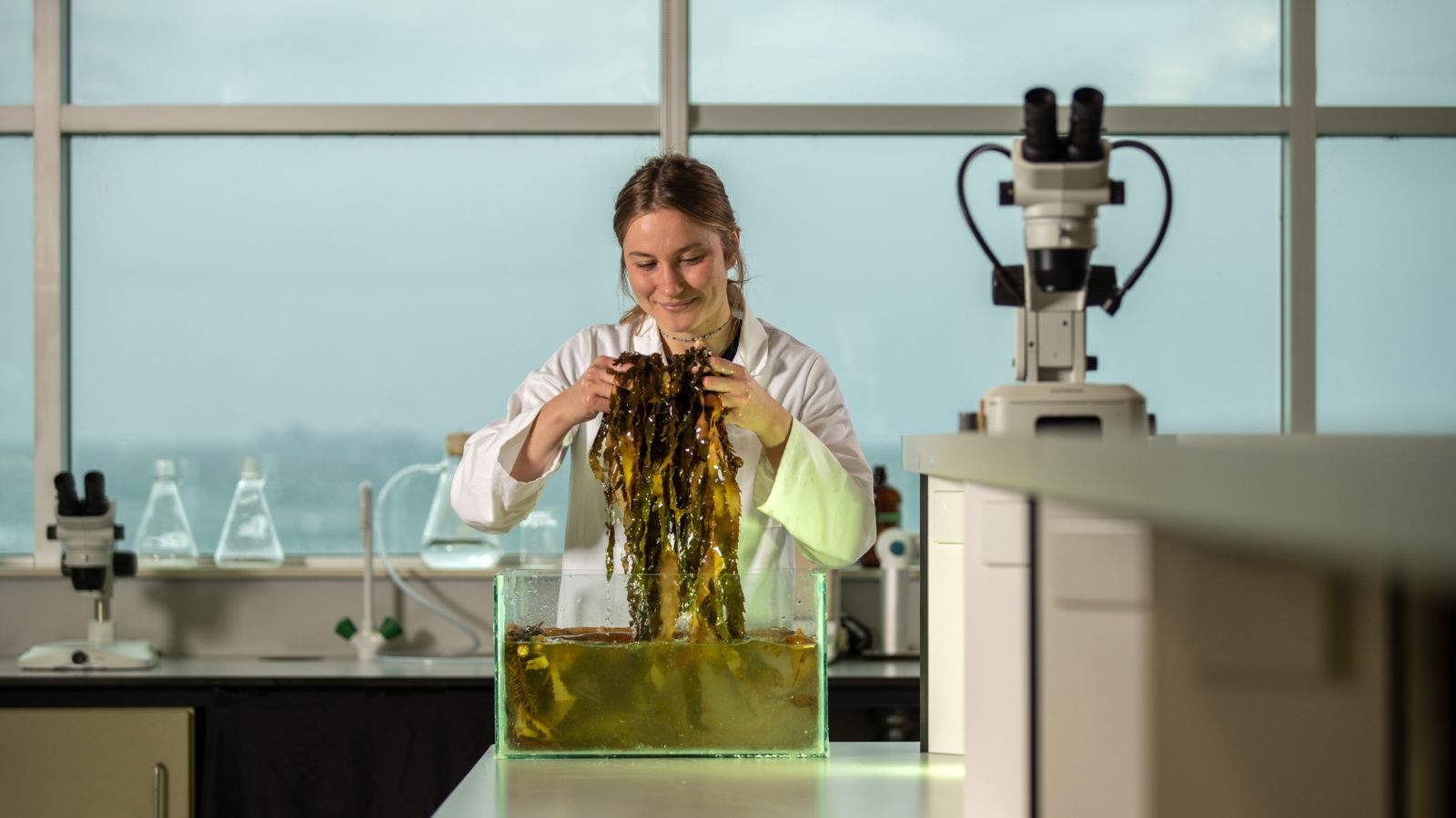 Lisa Wolf, Masters student, stands in a lab wearing a lab coat, pulling seaweed out of a tank. Image copyright Victoria University of Wellington.