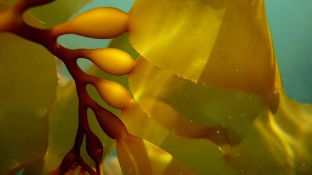 A closeup image of kelp
