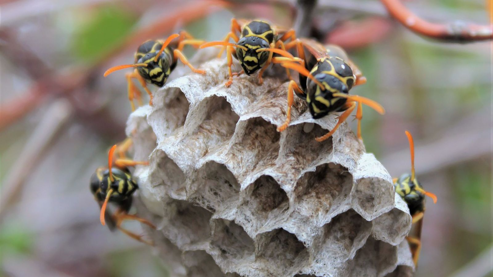 A nest of wasps