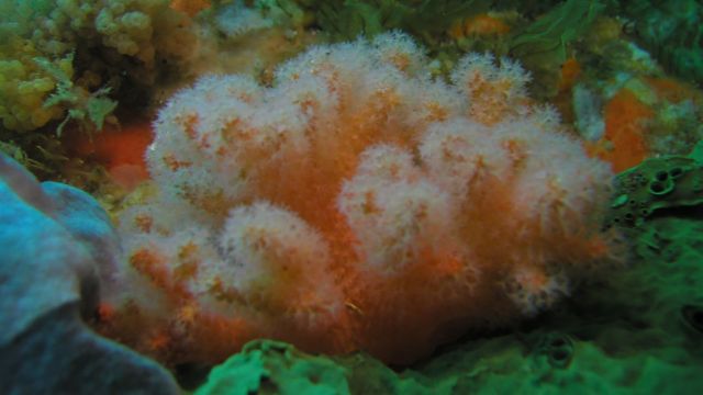 Kotatea raekura coral discovered by Dr Kessel; image credit Mike Page, NIWA.