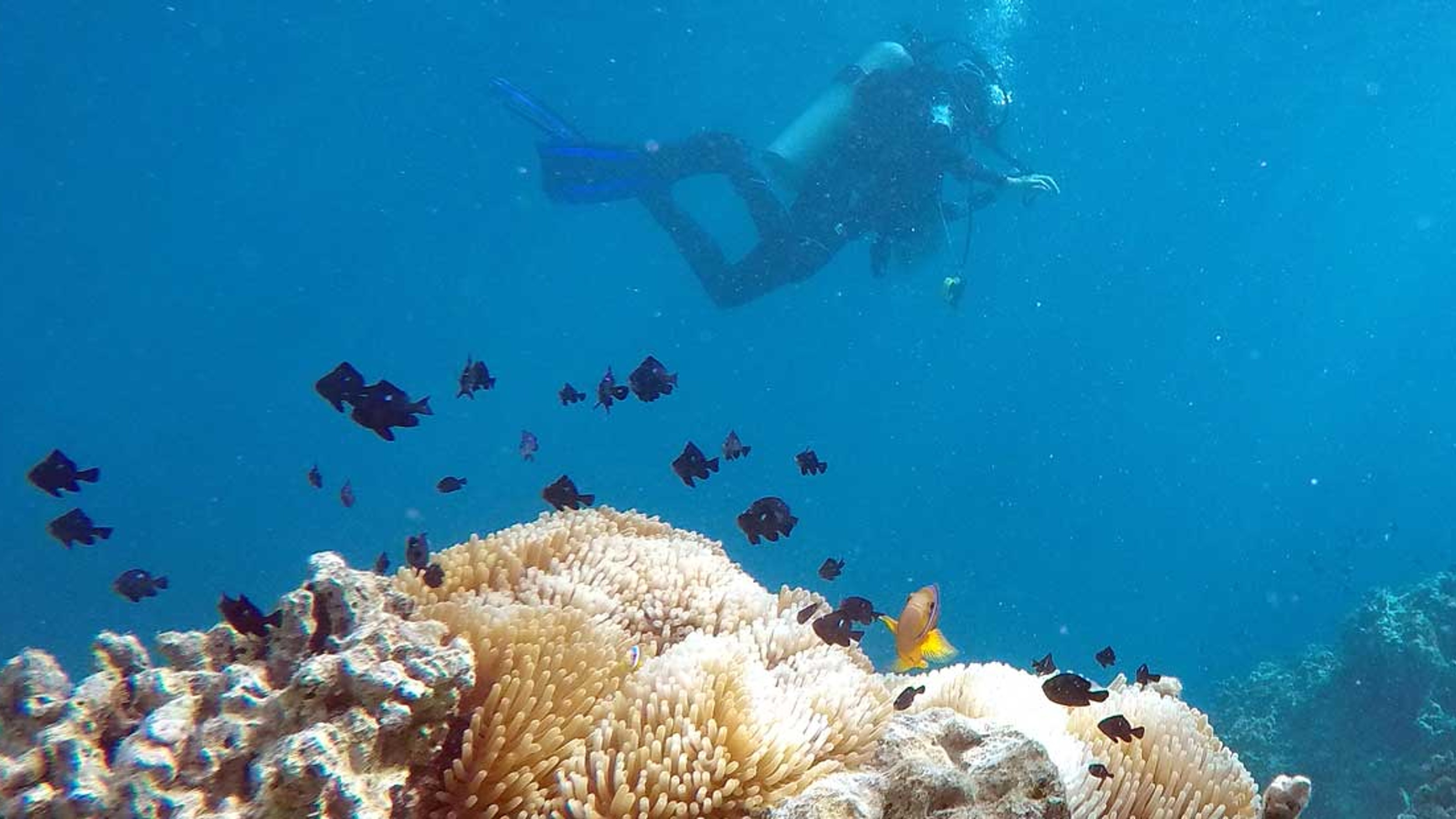 Underwater shot of scuba diver, coral, and fish