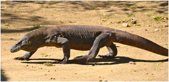 news-komodo-dragon