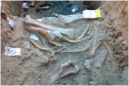 news-preserved faunal remains