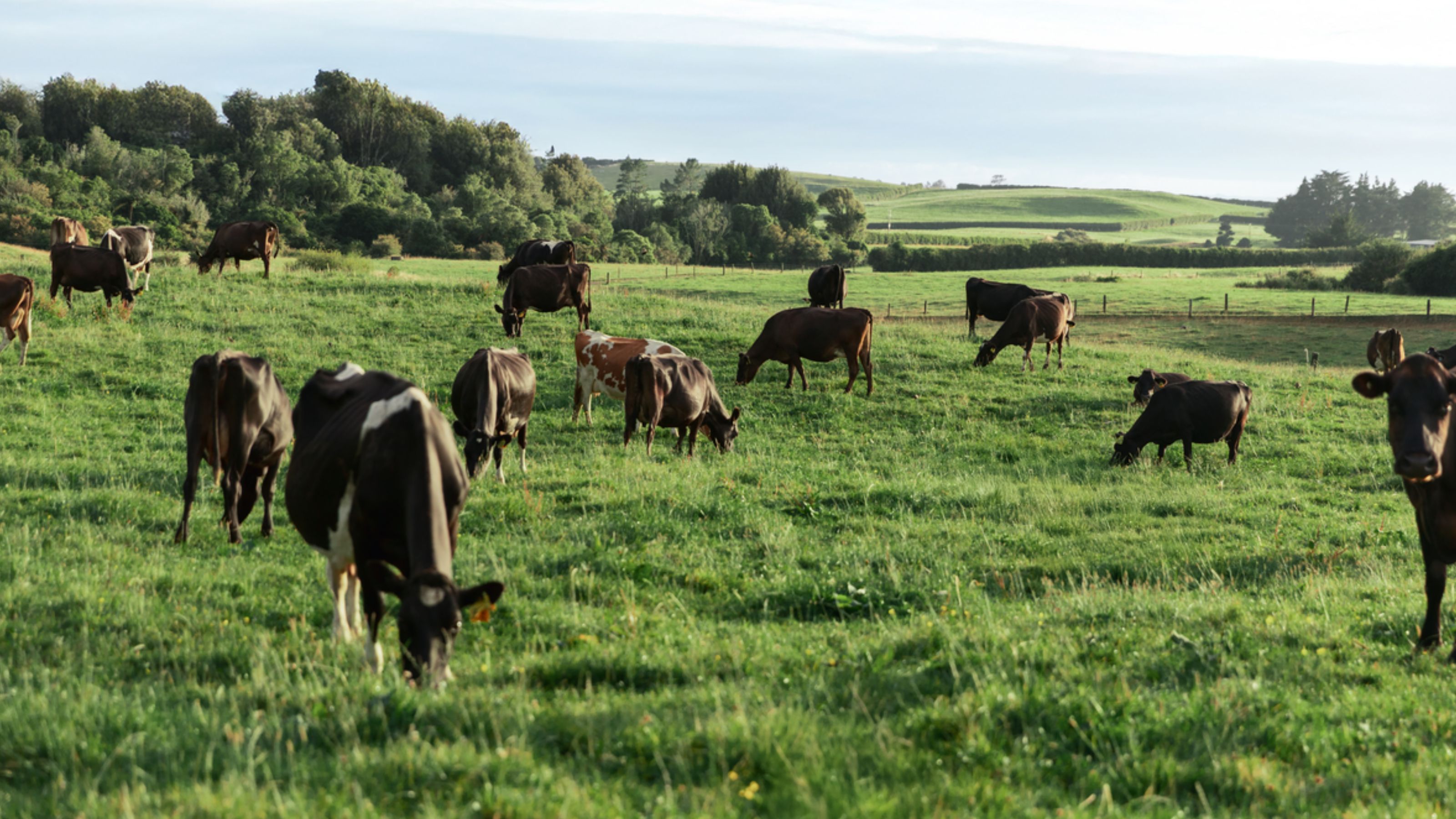 A lushly grassed paddock with black and white dairy cows
