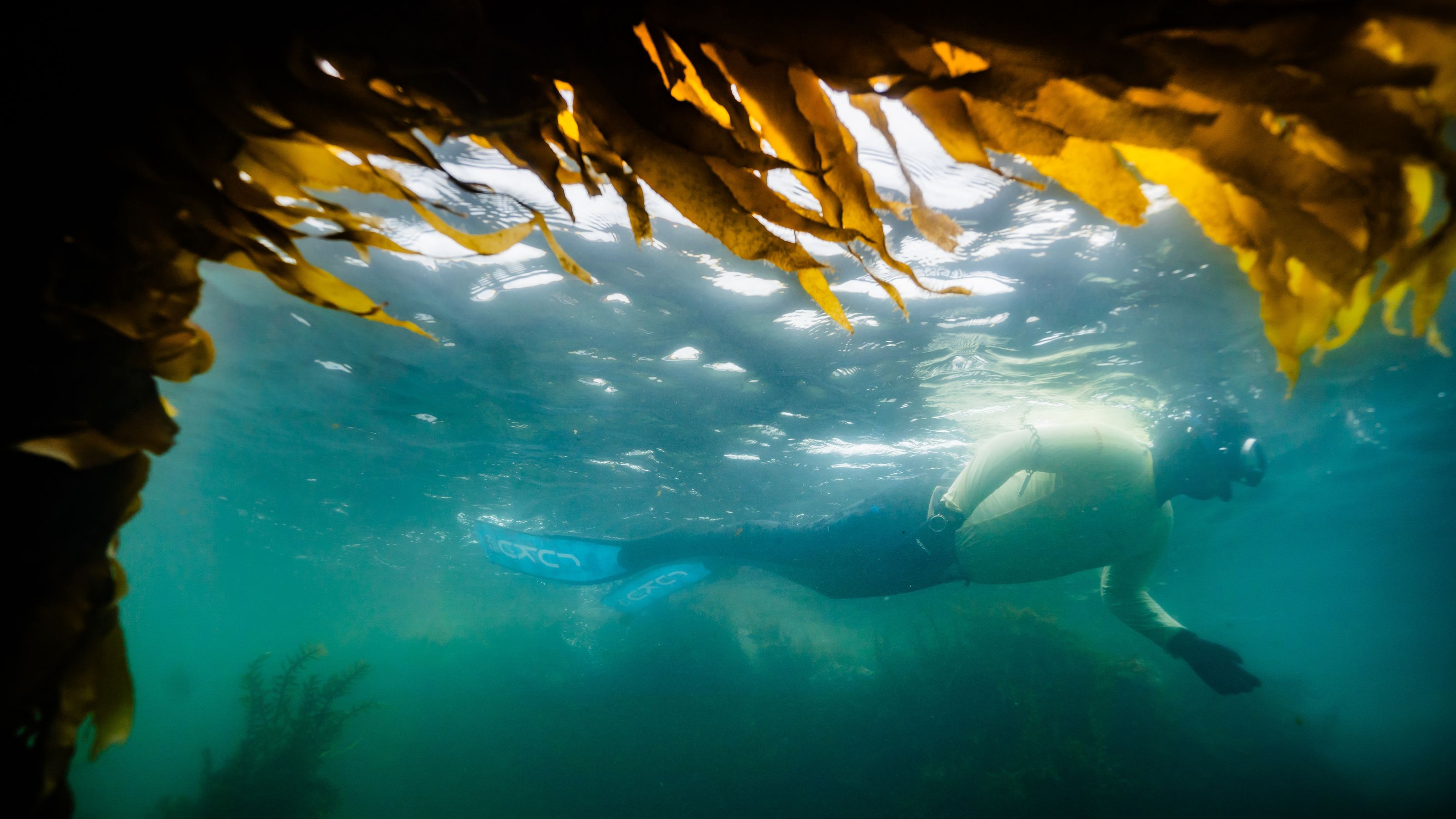 A scuba driver underwater framed by amber coloured large kelp